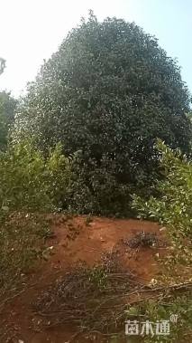 30公分红叶石楠