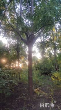 18公分黄山栾树