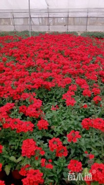 高度30厘米美女樱