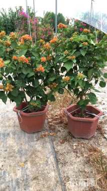 高度35厘米三角梅