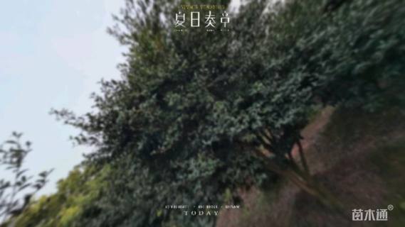 高度300厘米茶梅