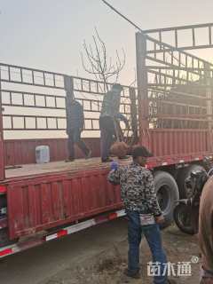 10公分彩叶豆梨