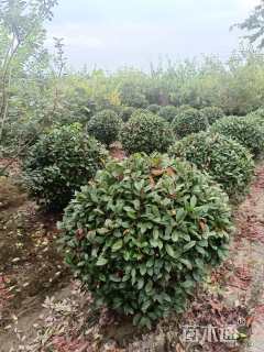 冠幅120厘米红叶石楠球