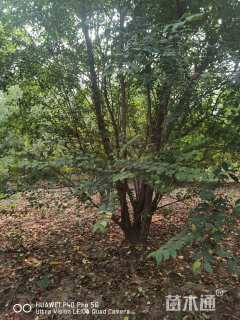 高度500厘米小叶女贞