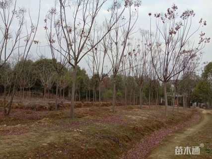 13公分黄山栾树