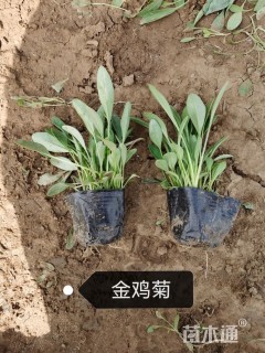 高度10厘米金鸡菊