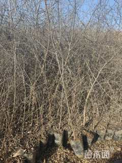 高度75厘米沙棘