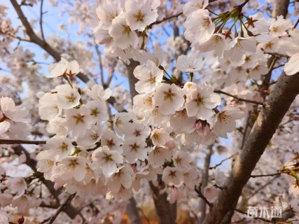 7公分高杆染井吉野樱