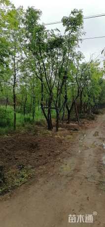 50公分丛生朴树