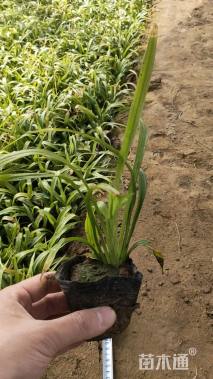 高度15厘米吉祥草