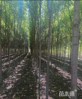 15公分美国红枫