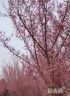 18公分造型红梅