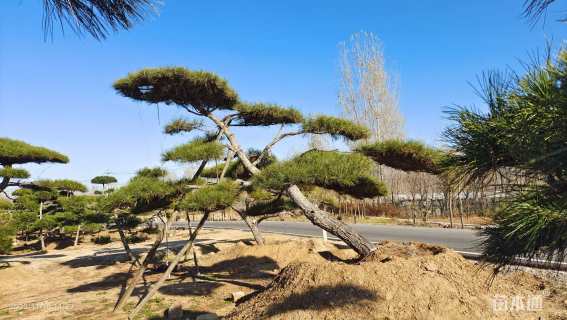 18公分造型黑松