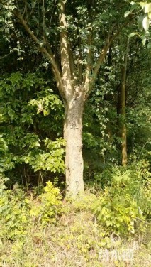 25公分大叶女贞