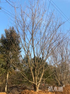 高度700厘米丛生元宝枫