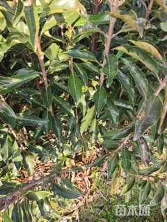 高度240厘米法国冬青