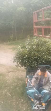 冠幅90厘米红叶石楠球