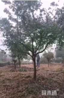 10公分日本红枫