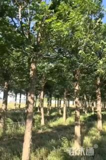 25公分楸树