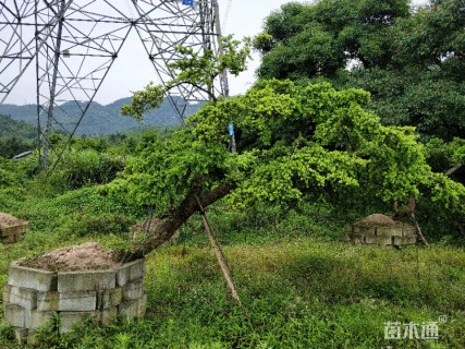 18公分黄枝油杉