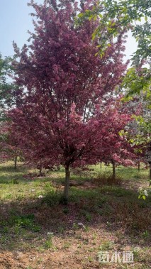 15公分王族海棠