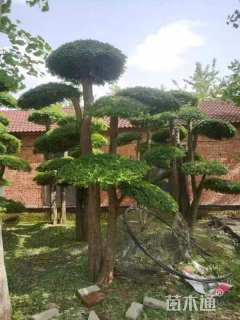 25公分造型对节白蜡