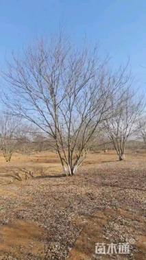 10公分(5杆)丛生朴树