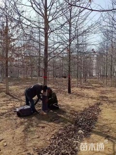 12公分北美红栎