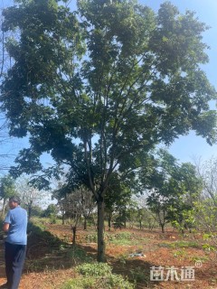 25公分无患子