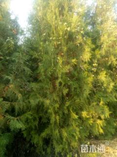 高度300厘米侧柏