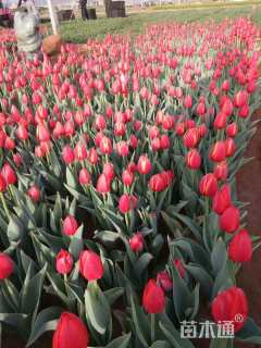 高度20厘米郁金香