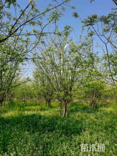 高度650厘米丛生国槐