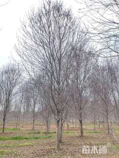 18公分美国红枫-秋火焰