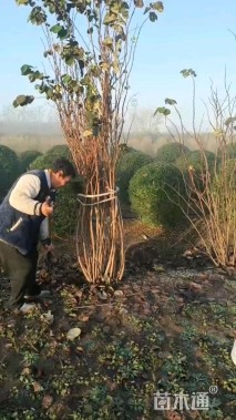 高度220厘米丛生紫荆