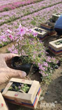 高度15厘米芝樱