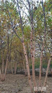 高度500厘米丛生河桦