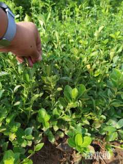 30厘米大叶扶芳藤