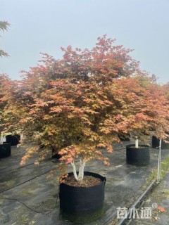 20公分日本红枫