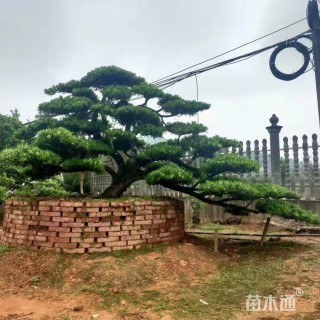 断根苗造型罗汉松