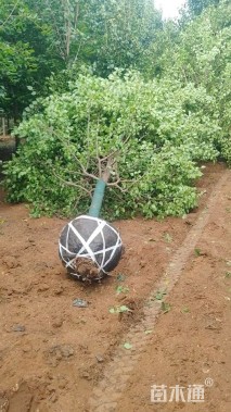 12公分彩叶豆梨-秋火焰