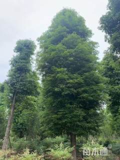 30公分金丝楠木