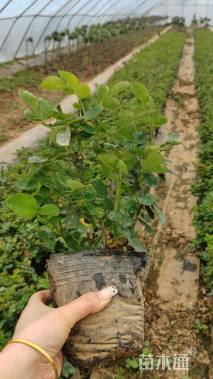 高度25厘米月季