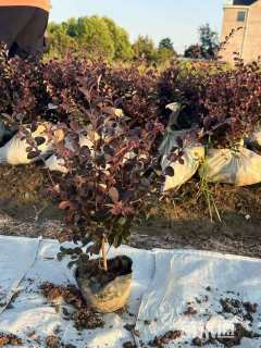 高度50厘米红花继木