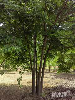 10公分(5杆)丛生榉树