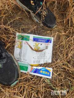 12公分大叶女贞