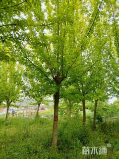 12公分金叶复叶槭