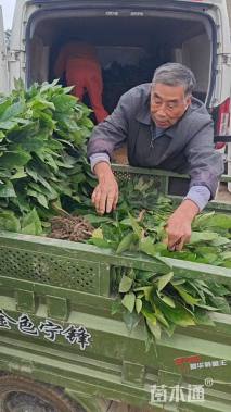 高度30厘米毛鹃