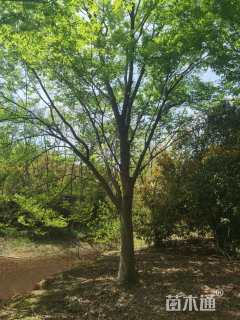 25公分榉树