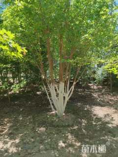 高度700厘米丛生五角枫