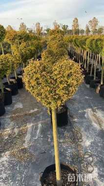 4公分造型川滇蜡树